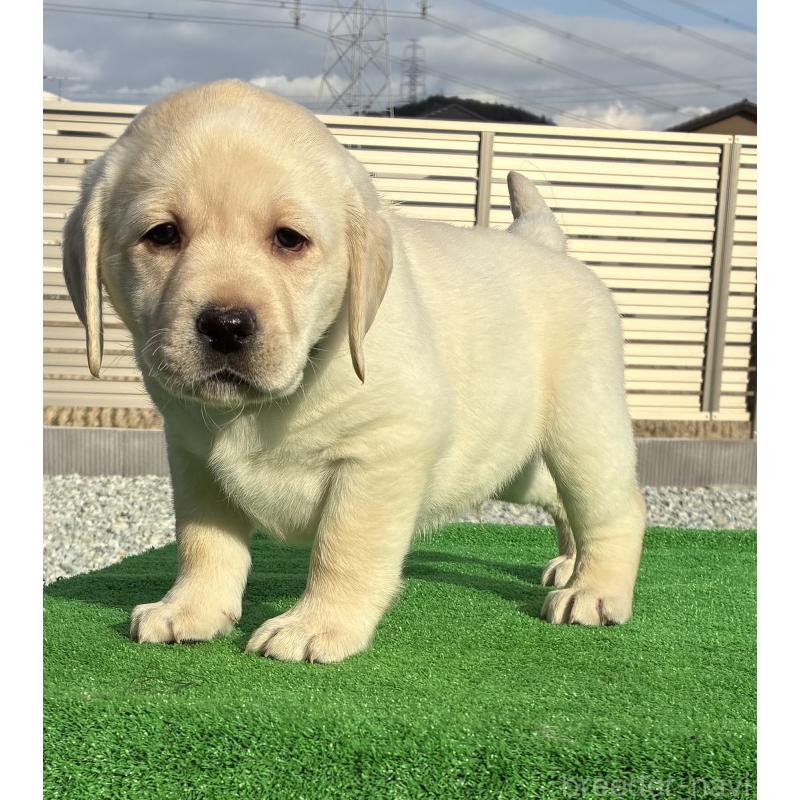 販売中の兵庫県のラブラドールレトリーバー-438290の2枚目