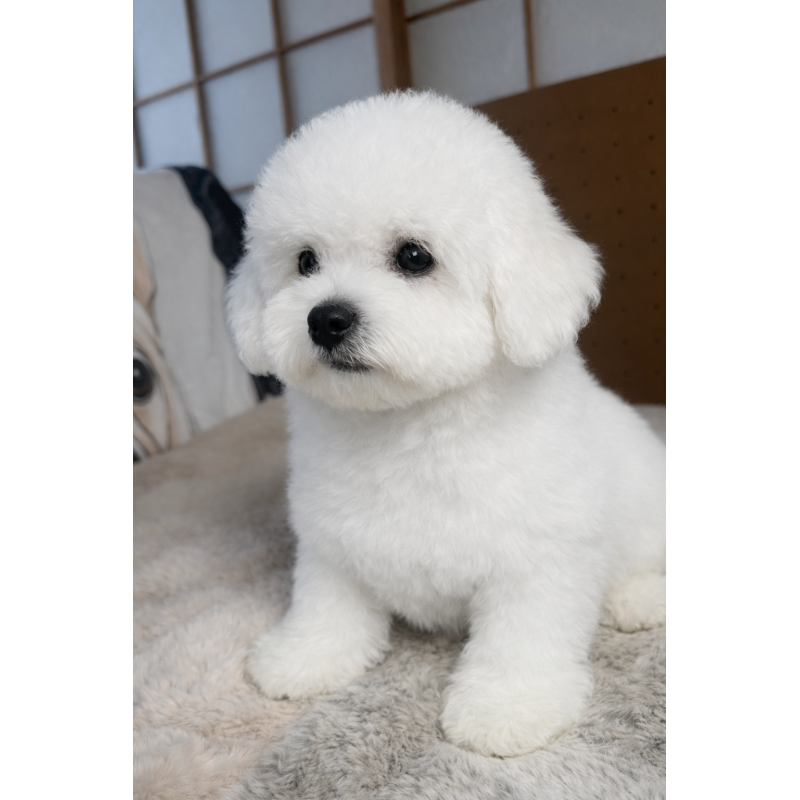 販売中の奈良県のビションフリーゼ-442427の5枚目