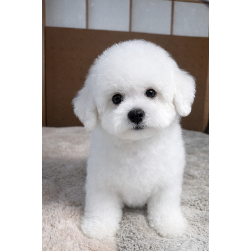 販売中の奈良県のビションフリーゼ-442427の2枚目