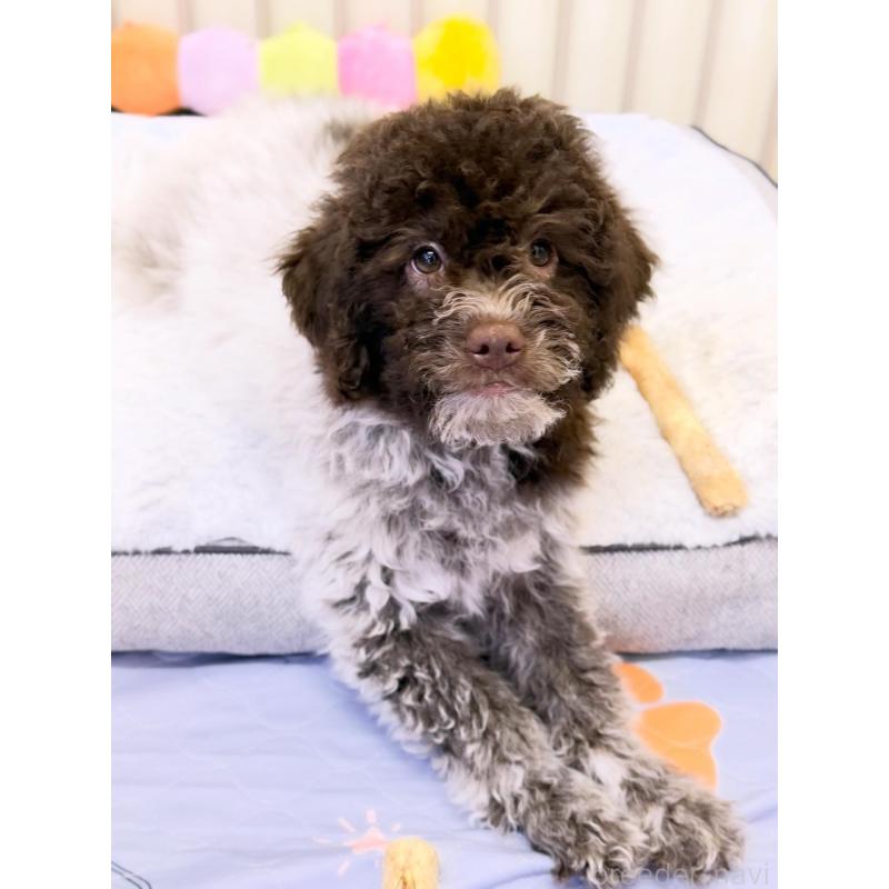 販売中の群馬県のロマーニャウォータードッグ(ラゴット)-437887の5枚目