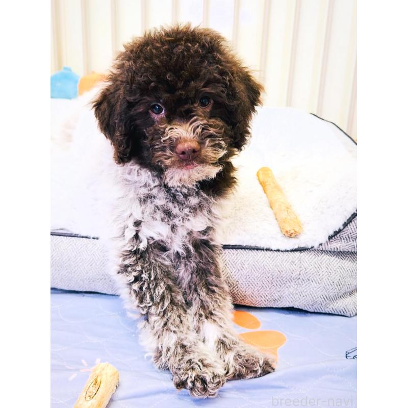 販売中の群馬県のロマーニャウォータードッグ(ラゴット)-437887の4枚目