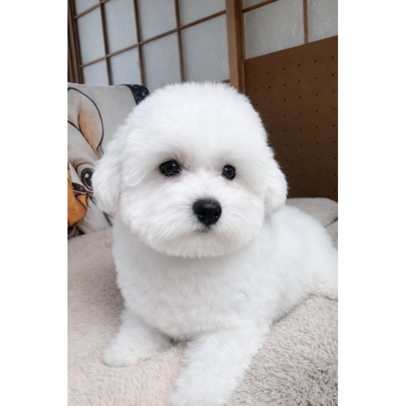 販売中の奈良県のビションフリーゼ-442429の4枚目