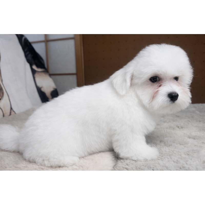 販売中の奈良県のビションフリーゼ-442429の3枚目