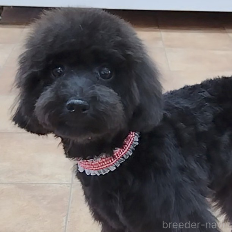 販売中の神奈川県のトイプードル-419362の1枚目