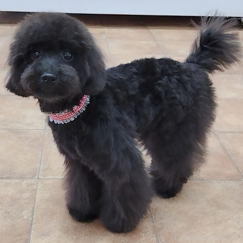 販売中の神奈川県のトイプードル-419362の4枚目