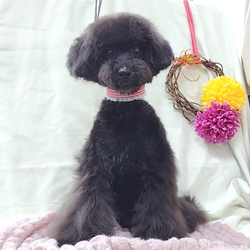 販売中の神奈川県のトイプードル-419362の3枚目