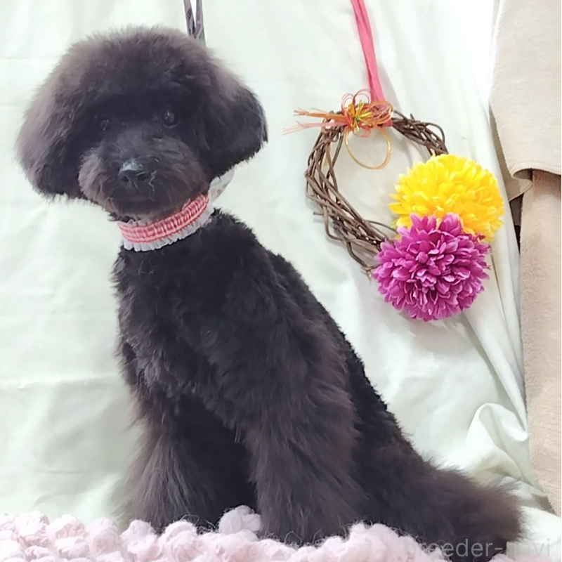 販売中の神奈川県のトイプードル-419362の2枚目