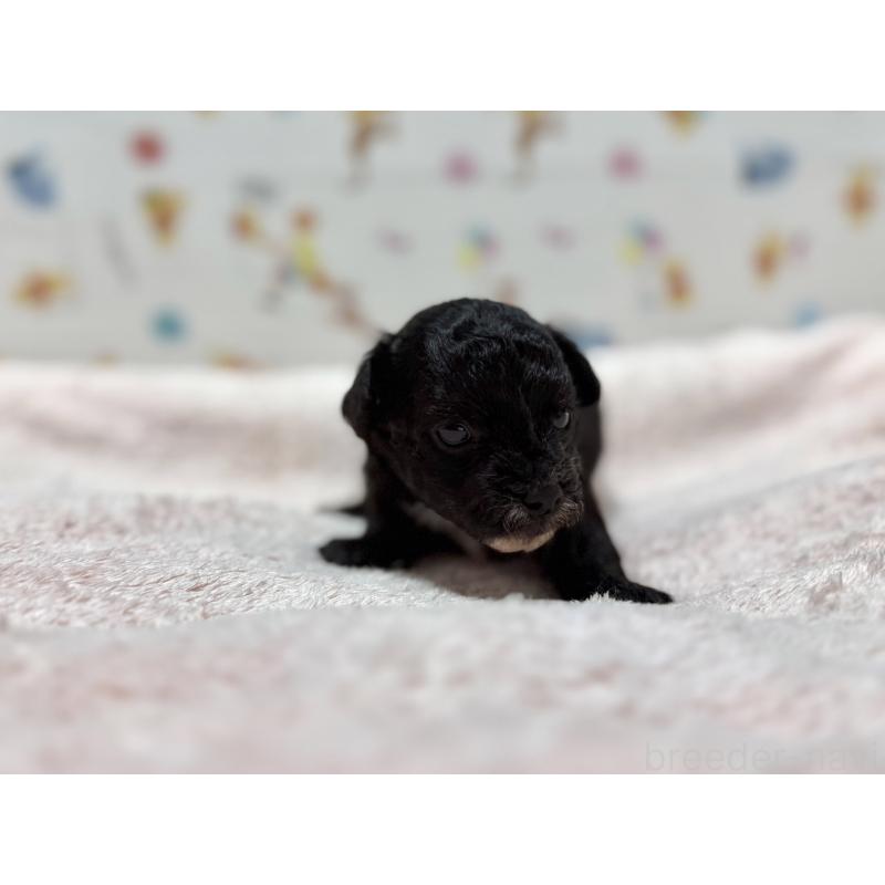 販売中の東京都のチワプー:チワワ×トイプードル-442147の8枚目