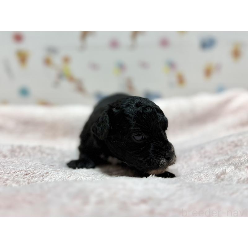 販売中の東京都のチワプー:チワワ×トイプードル-442147の7枚目