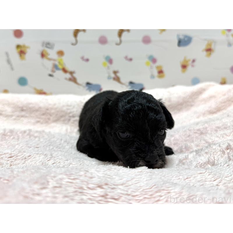 販売中の東京都のチワプー:チワワ×トイプードル-442147