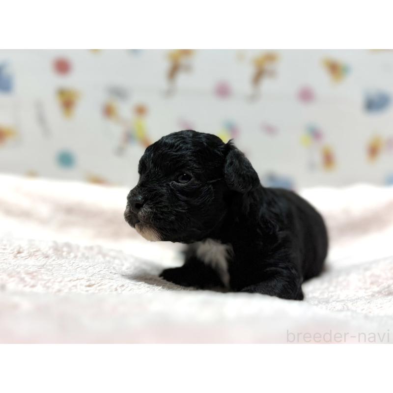 販売中の東京都のチワプー:チワワ×トイプードル-442147の6枚目