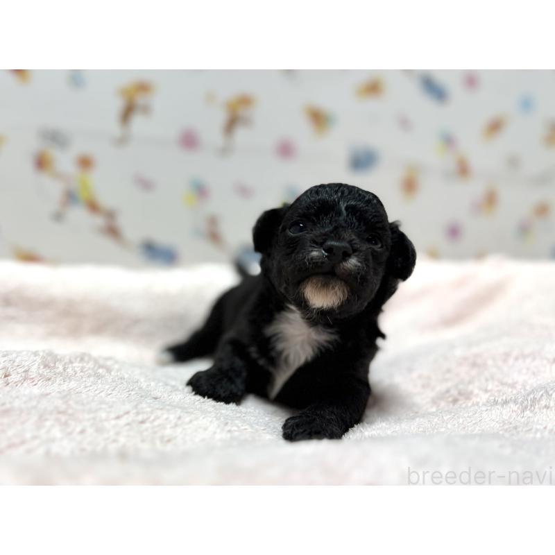 販売中の東京都のチワプー:チワワ×トイプードル-442147の5枚目