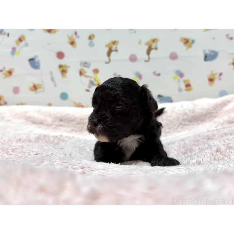 販売中の東京都のチワプー:チワワ×トイプードル-442147の4枚目