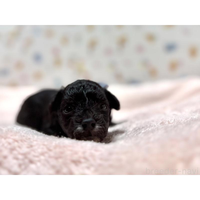 販売中の東京都のチワプー:チワワ×トイプードル-442147の3枚目