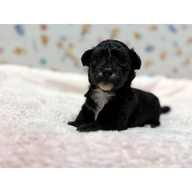 販売中の東京都のチワプー:チワワ×トイプードル-442147の2枚目