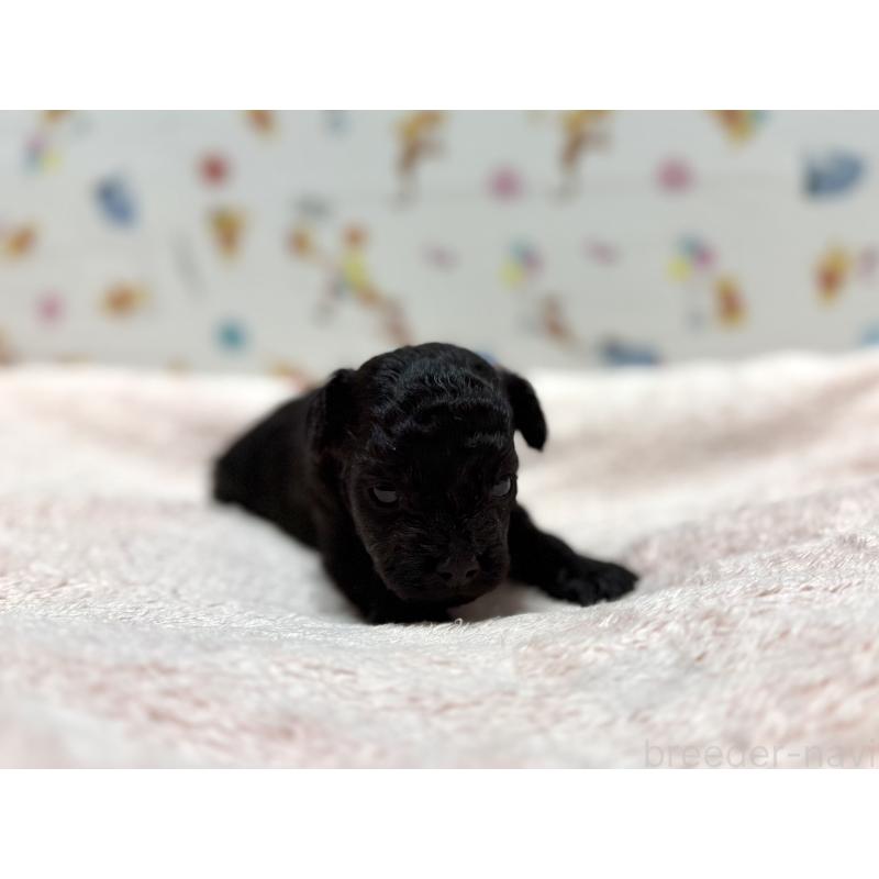 販売中の東京都のチワプー:チワワ×トイプードル-442148の9枚目