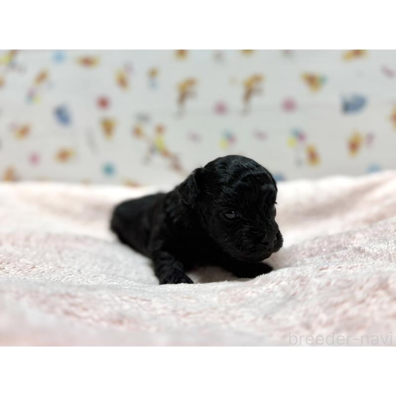 販売中の東京都のチワプー:チワワ×トイプードル-442148の8枚目