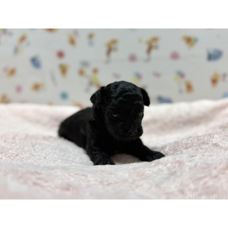 販売中の東京都のチワプー:チワワ×トイプードル-442148の6枚目