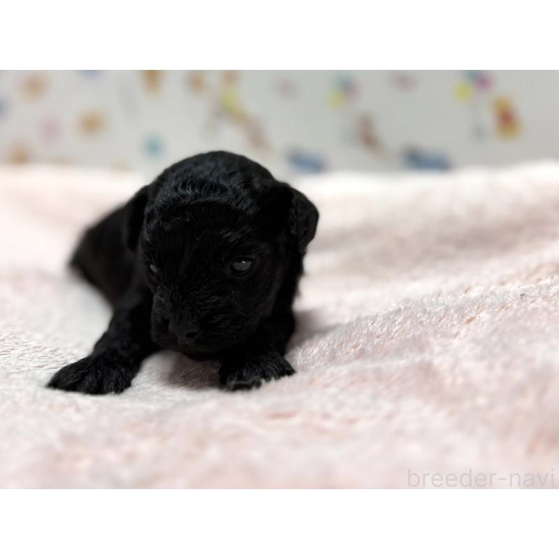 販売中の東京都のチワプー:チワワ×トイプードル-442148の5枚目