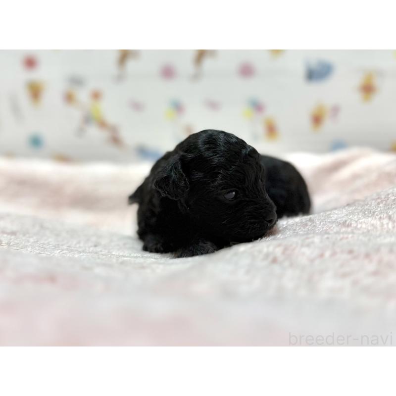 販売中の東京都のチワプー:チワワ×トイプードル-442148の4枚目