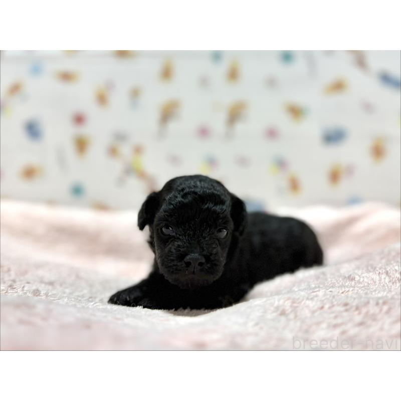 販売中の東京都のチワプー:チワワ×トイプードル-442148の3枚目