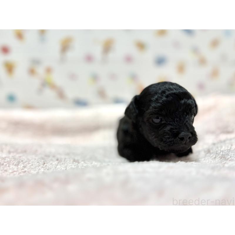 販売中の東京都のチワプー:チワワ×トイプードル-442148の2枚目