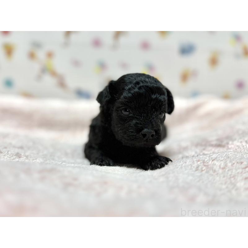 販売中の東京都のチワプー:チワワ×トイプードル-442148の1枚目