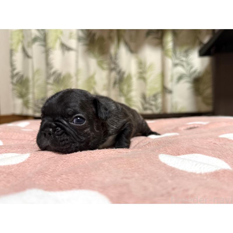 販売中の東京都のフレンチブルドッグ-442149の5枚目