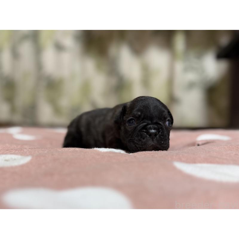 販売中の東京都のフレンチブルドッグ-442149の4枚目