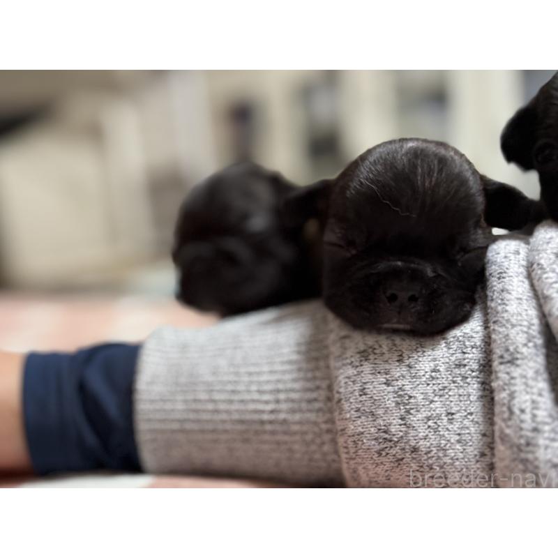 販売中の東京都のフレンチブルドッグ-442149の3枚目