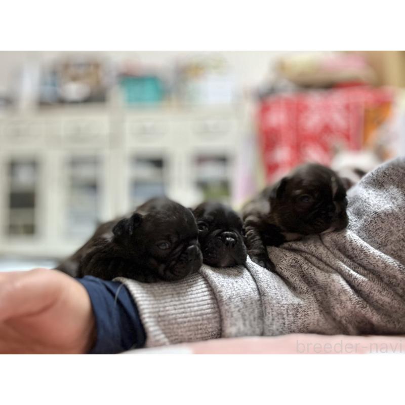 販売中の東京都のフレンチブルドッグ-442149の2枚目