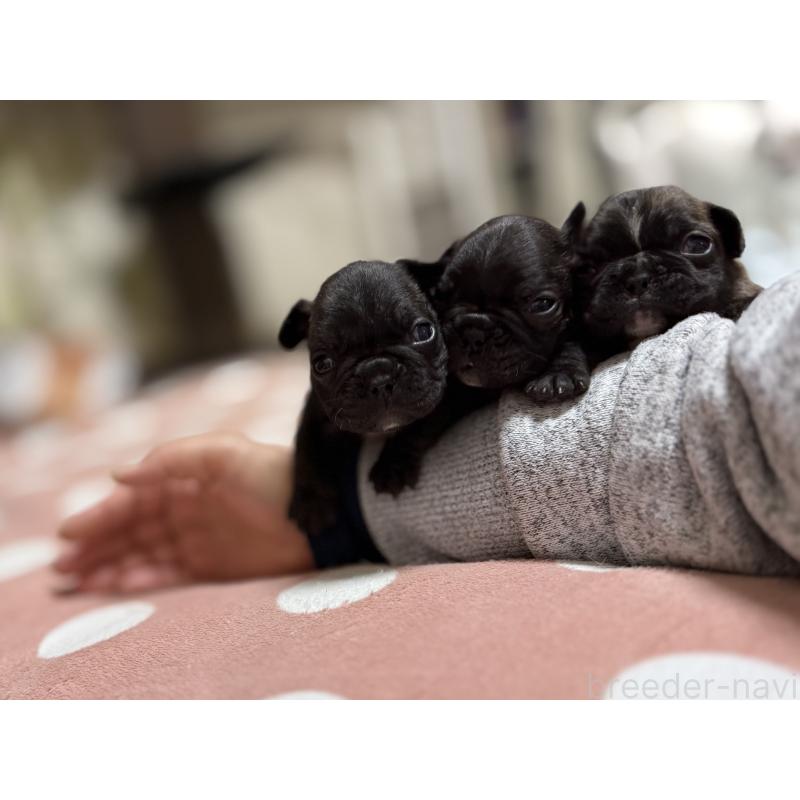 販売中の東京都のフレンチブルドッグ-442149