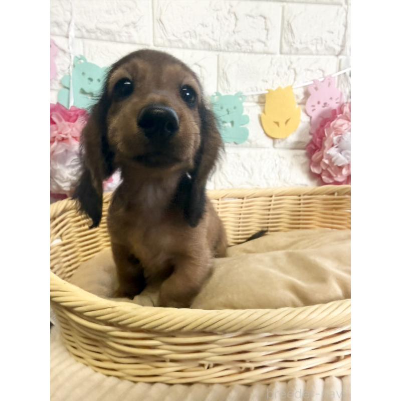 販売中の福岡県のカニンヘンダックスフンド(ロングヘアード)-434439の2枚目