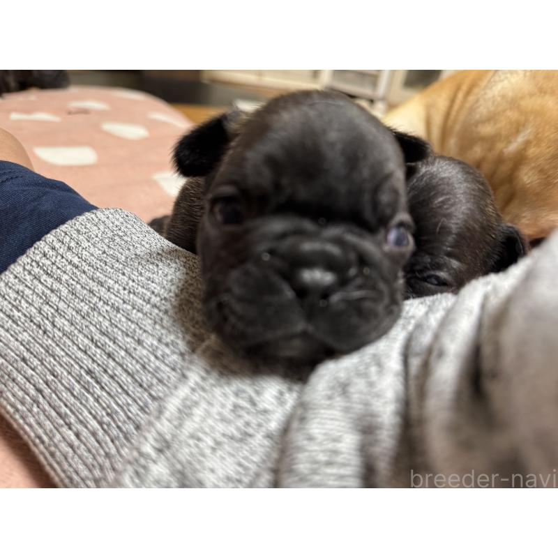 販売中の東京都のフレンチブルドッグ-442150の2枚目