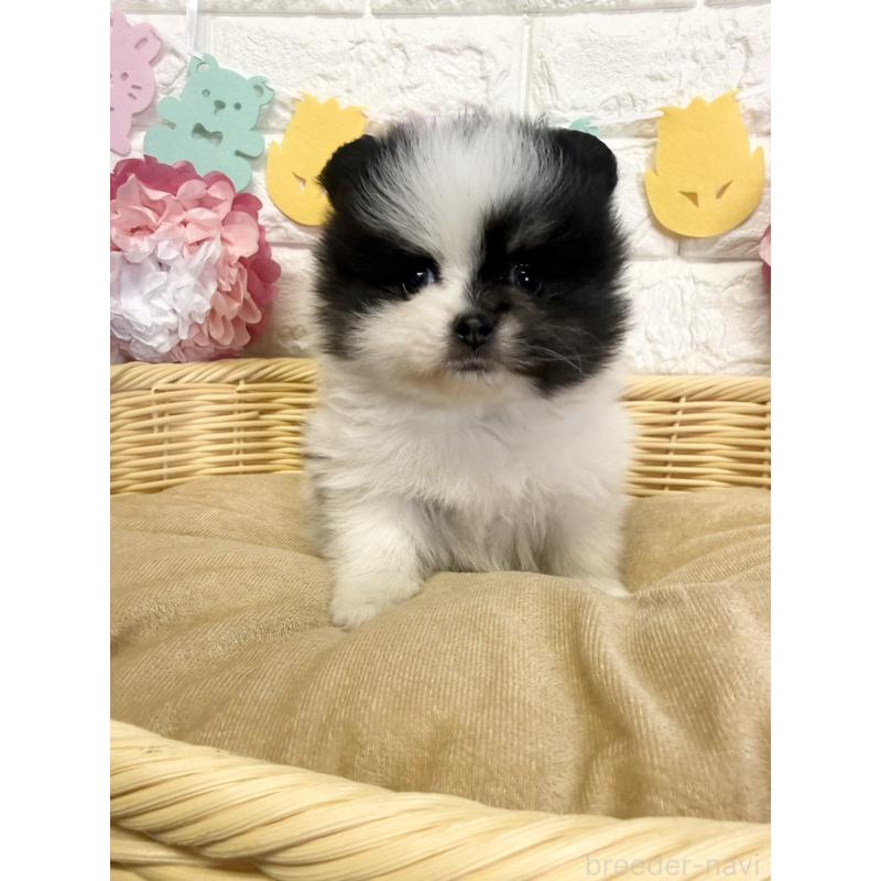 商談中の福岡県のポメラニアン-438426の6枚目