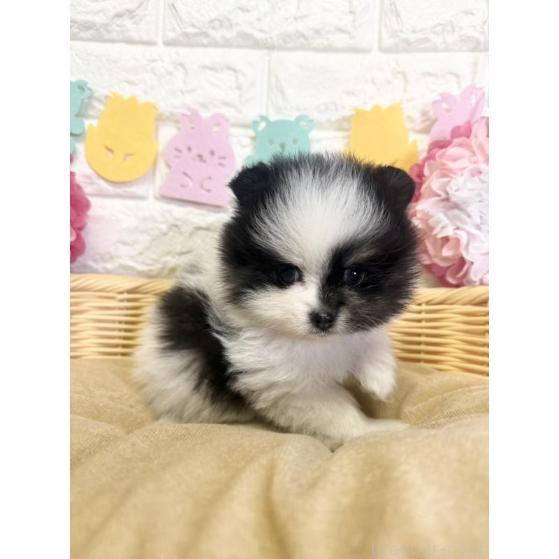 商談中の福岡県のポメラニアン-438426の5枚目