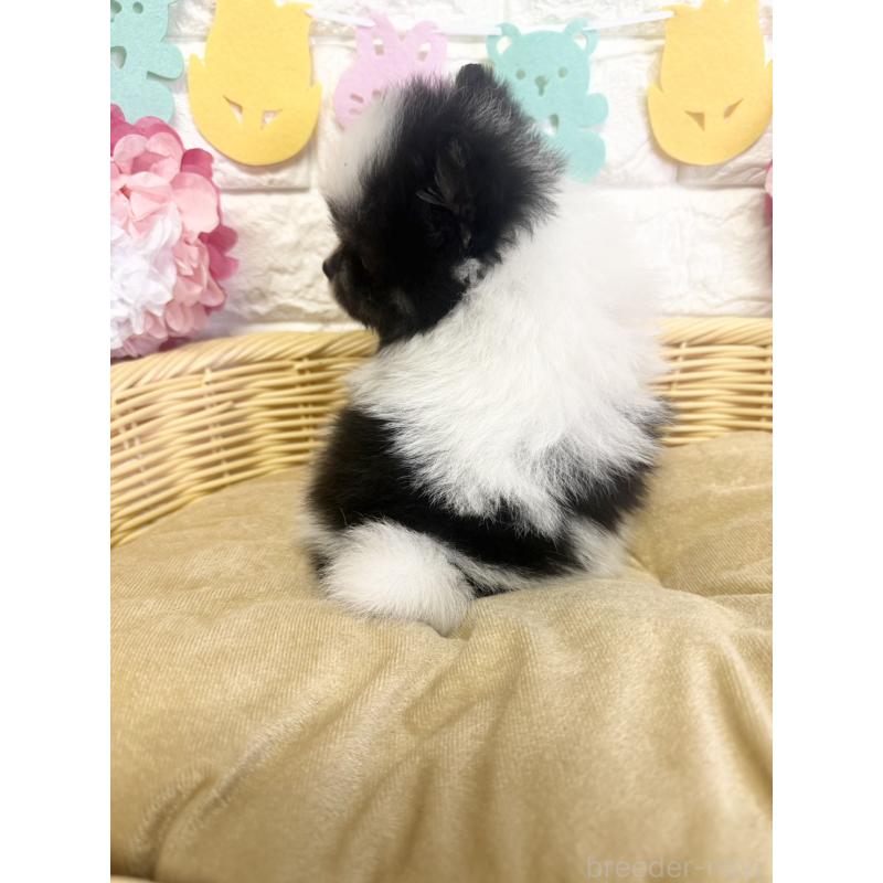 商談中の福岡県のポメラニアン-438426の3枚目