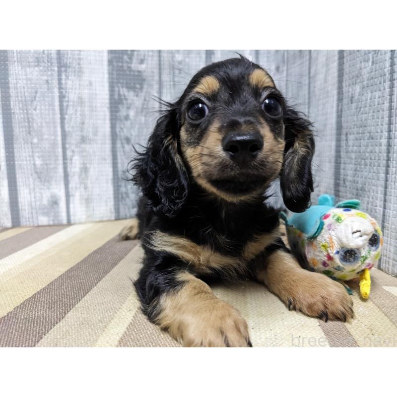 販売中の埼玉県のカニンヘンダックスフンド(ロングヘアード)-442151の6枚目