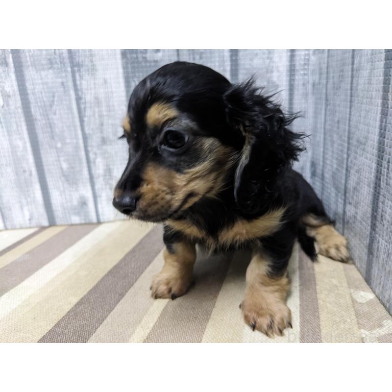 販売中の埼玉県のカニンヘンダックスフンド(ロングヘアード)-442151の4枚目