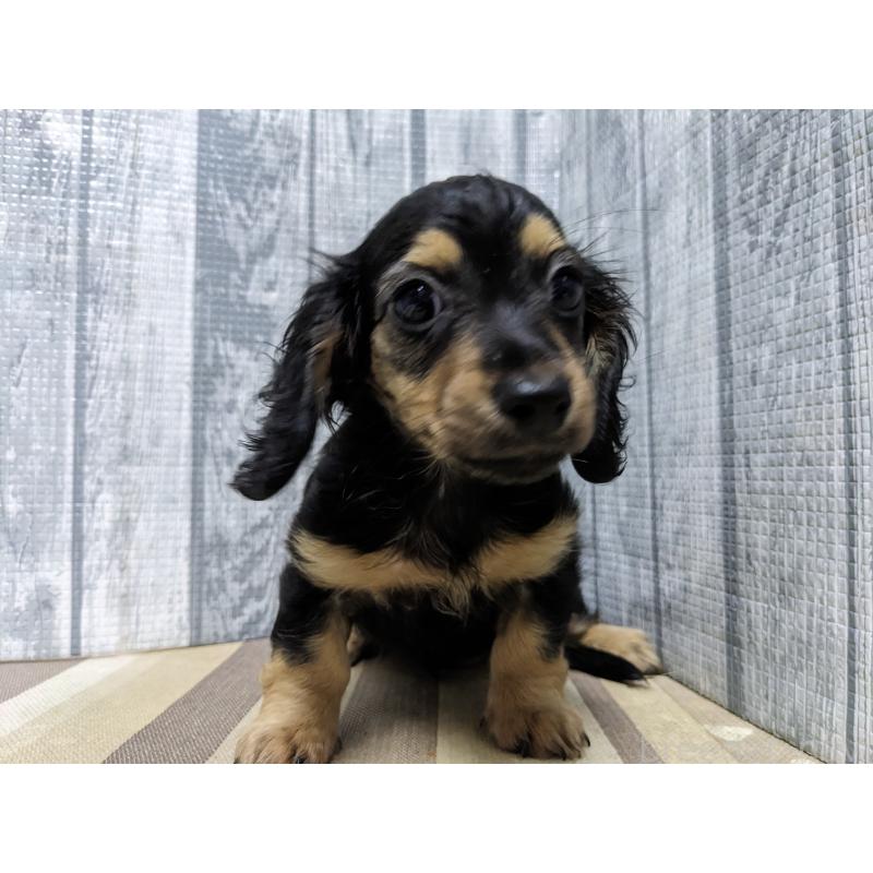 販売中の埼玉県のカニンヘンダックスフンド(ロングヘアード)-442151の3枚目