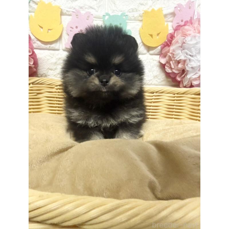 商談中の福岡県のポメラニアン-438435の6枚目