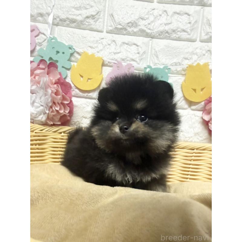 商談中の福岡県のポメラニアン-438435の5枚目