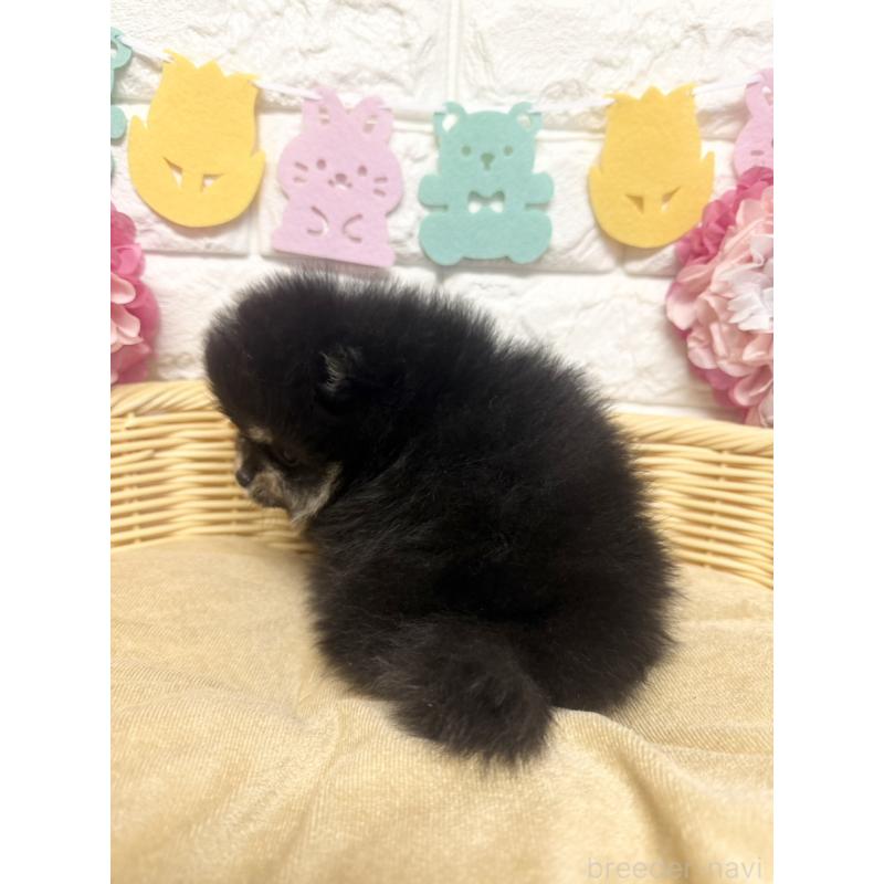 商談中の福岡県のポメラニアン-438435の4枚目