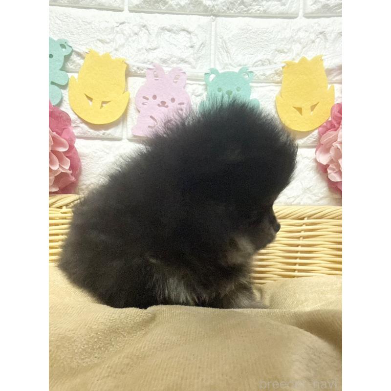 商談中の福岡県のポメラニアン-438435の3枚目