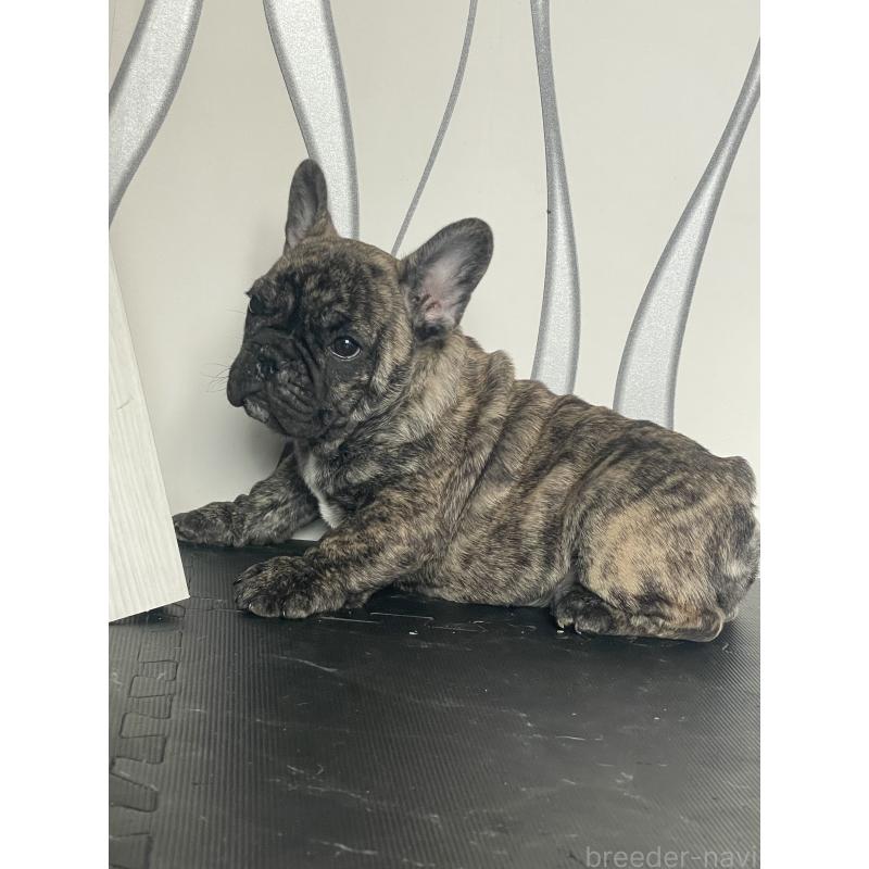 販売中の三重県のフレンチブルドッグ-432714の8枚目