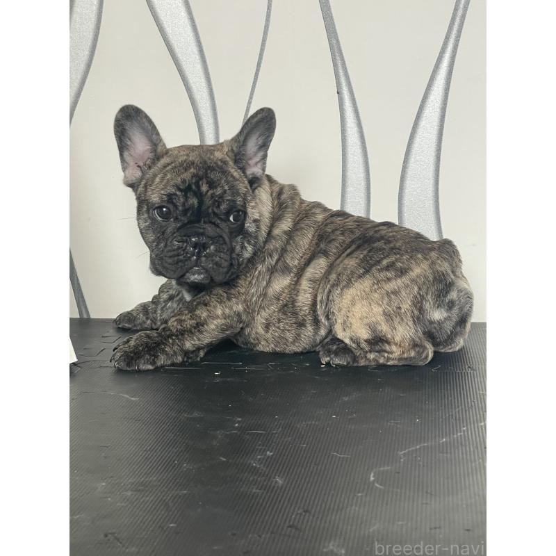 販売中の三重県のフレンチブルドッグ-432714の7枚目