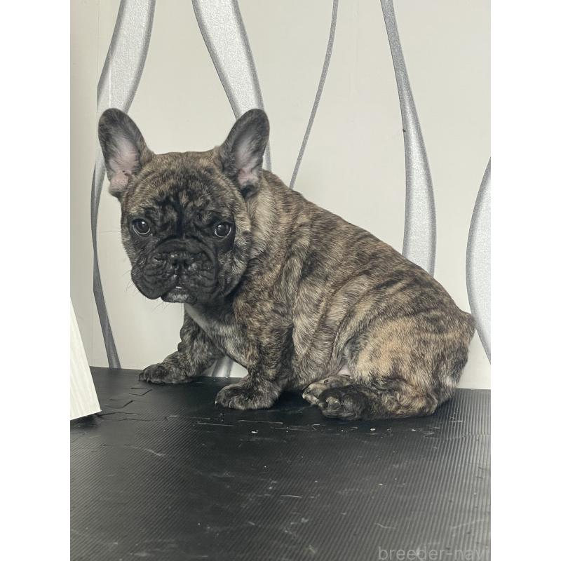 販売中の三重県のフレンチブルドッグ-432714の6枚目