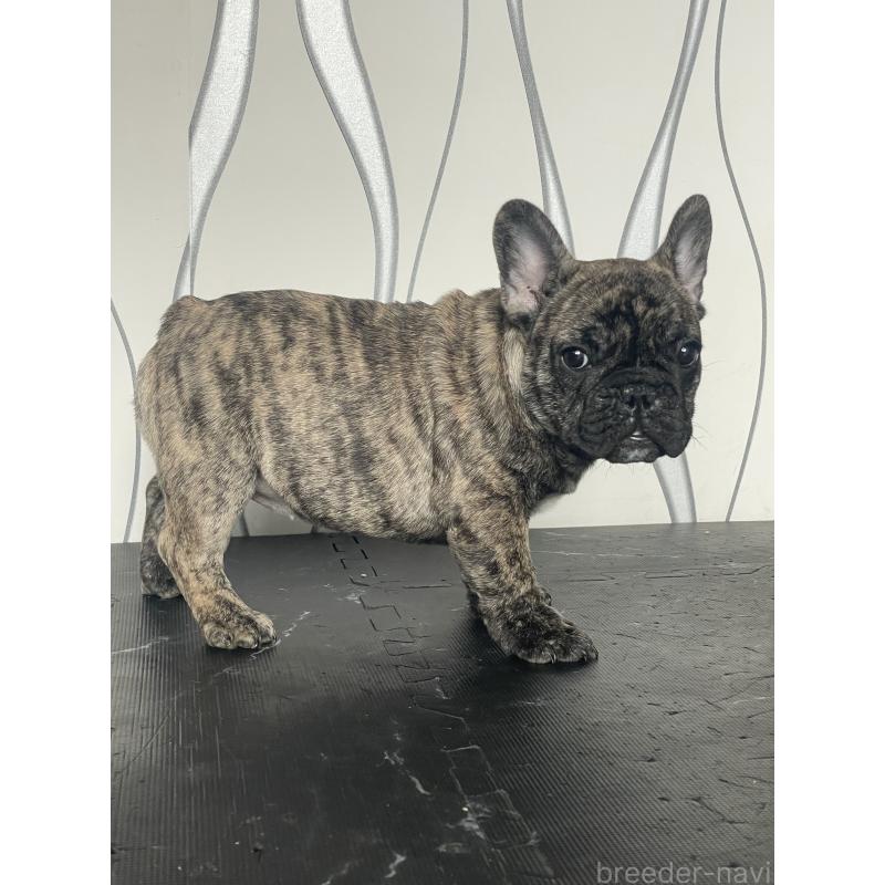 販売中の三重県のフレンチブルドッグ-432714の5枚目