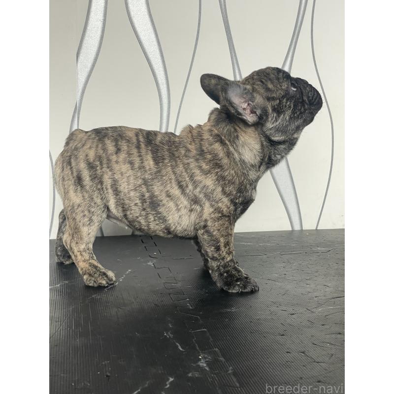 販売中の三重県のフレンチブルドッグ-432714の4枚目