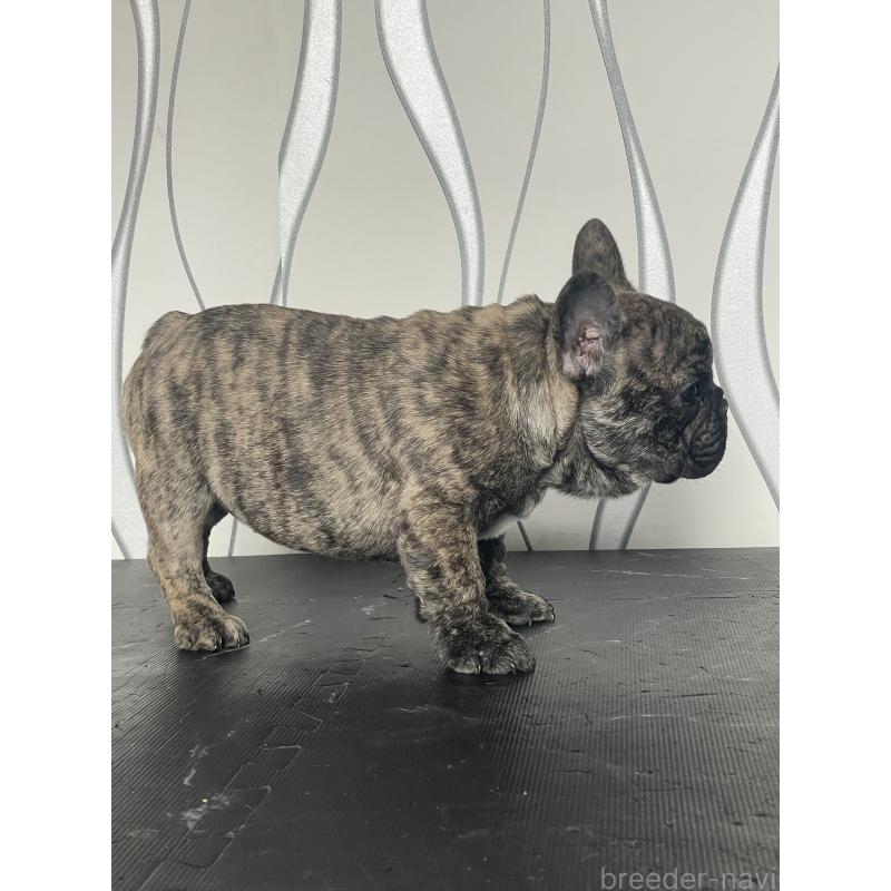 販売中の三重県のフレンチブルドッグ-432714の3枚目